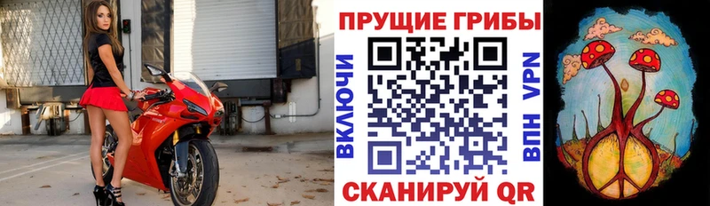 Псилоцибиновые грибы мицелий  гидра как зайти  Бородино 